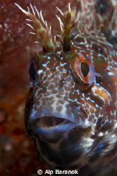 Blenny from Yassiada. by Alp Baranok 